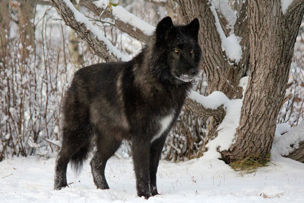 Le Majestueux Chien Loup Trop Souvent Abandonné En Refuges