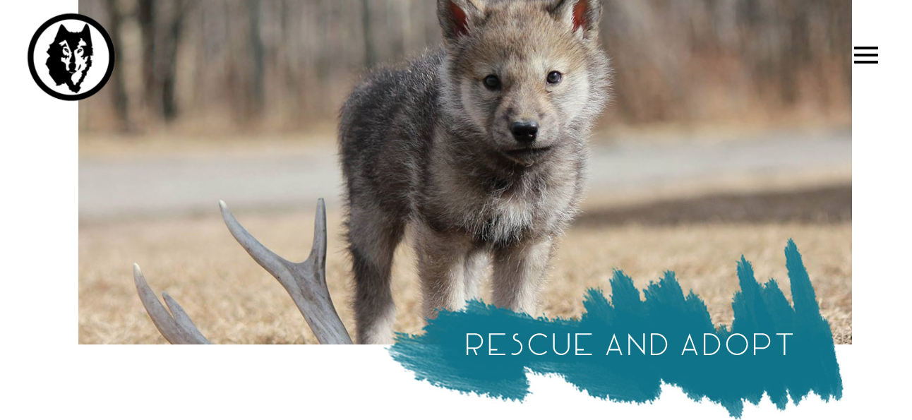 Le Majestueux Chien Loup Trop Souvent Abandonné En Refuges