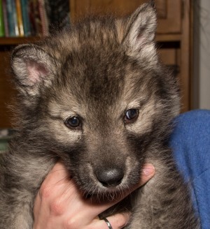 Le majestueux chien-loup … trop souvent abandonné en refuges animaliers au Canada 9