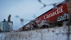 Depuis plusieurs années, des critiques des entreprises ferroviaires dénoncent les retards qu'accuse le transport des céréales. Photo : AFP/Ruth Bonneville/Bloomberg