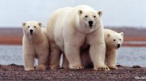 ours