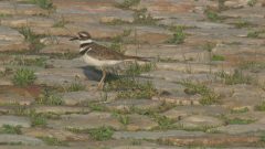 Un oiseau défend son nid à Ottawa, il s'agit d'un pluvier kildir.
