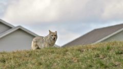 Un coyote vu près de maisons d'un quartier de Calgary.