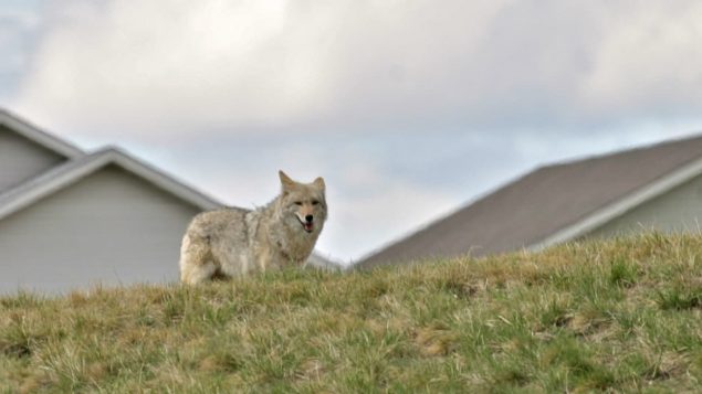 Un coyote vu près de maisons d'un quartier de Calgary.