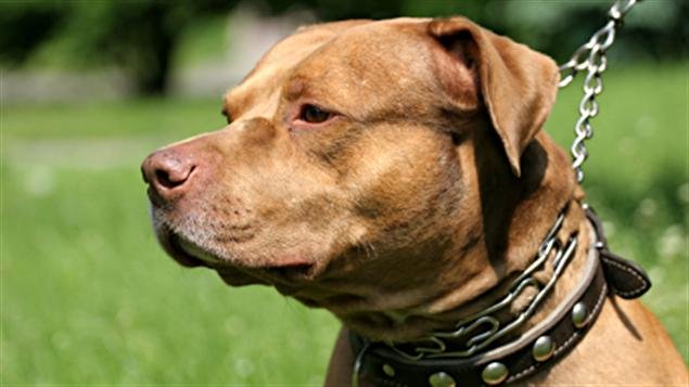 Un chien de type pitbull est tenu en laisse.