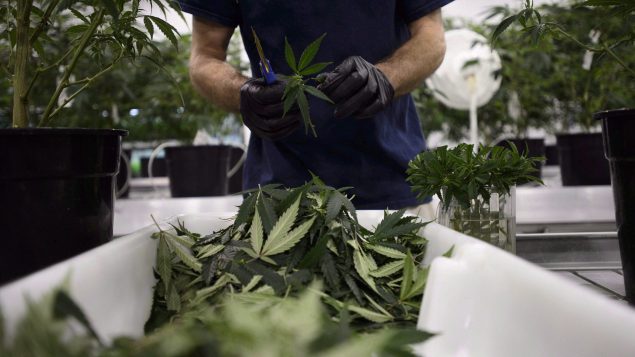 Des travailleurs de Canopy Growth nettoie des plants de marijuana à Smith Falls en Ontario.