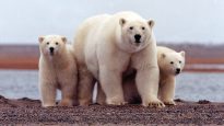 File photo of a polar bear keeping close to her young along the Beaufort Sea coast in the Arctic National Wildlife Refuge