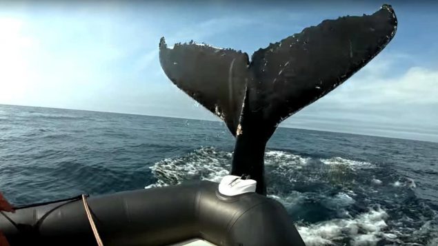 La queue d'une baleine à bosse heurte un pnuemtaique d'observation.