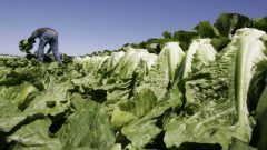 Un travailleur agricole dans un champ de laitue romaine.