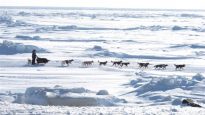130805_u040l_rci-bering-chiens_sn635