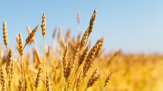 Les Italiens boudent le blé canadien au glyphosate