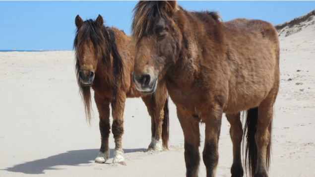 Le Mystere De La Mort Des Chevaux Sauvages De L Ile De Sable Dans L Ocean Atlantique Rci Francais