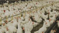 IS_141009_lh4e1_poulet_elevage_sn1250