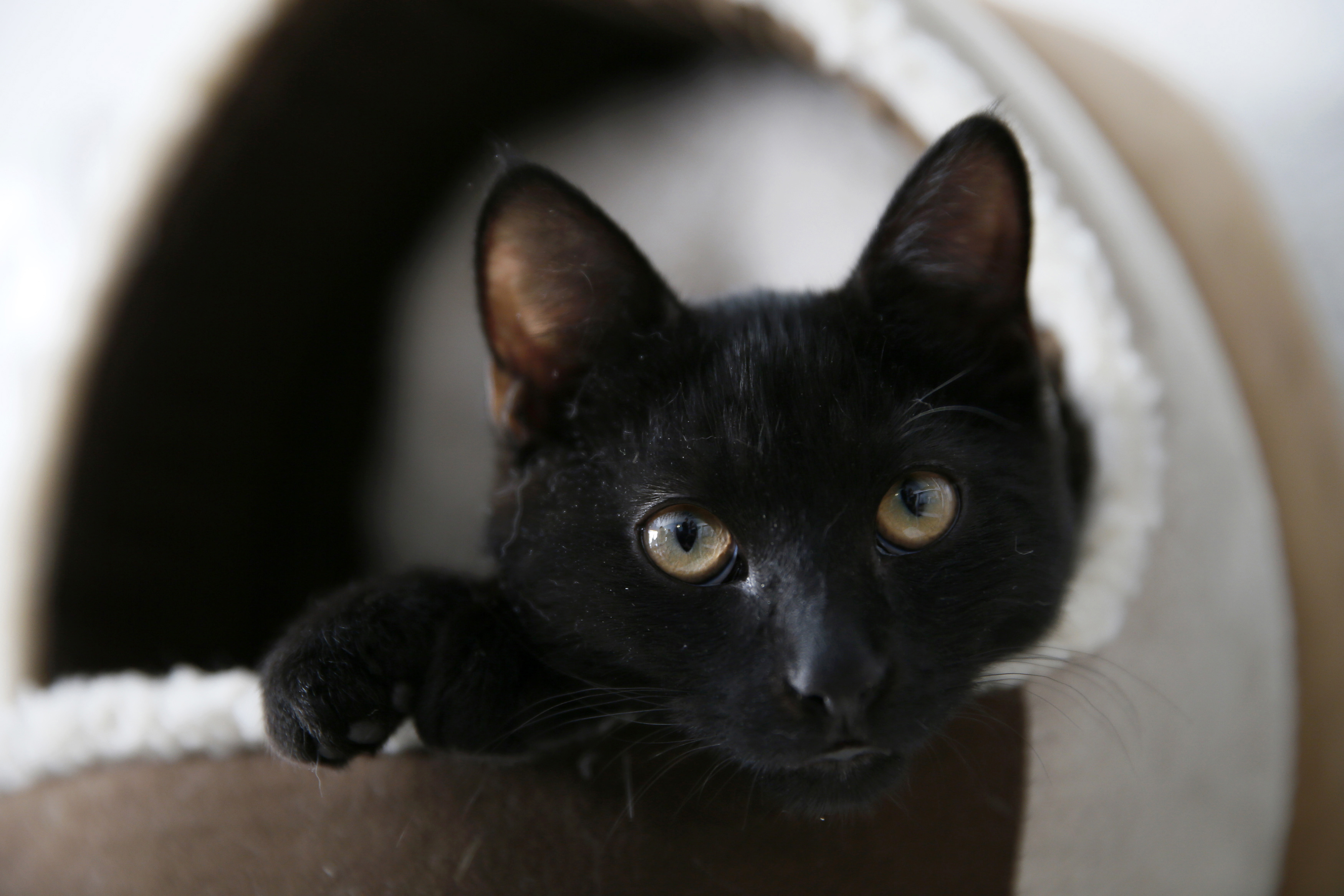 La Spca Organise Une Campagne Contre Le Degriffage Des Chats Rci Francais La Spca Organise Une Campagne Contre Le Degriffage Des Chats Rci Francais