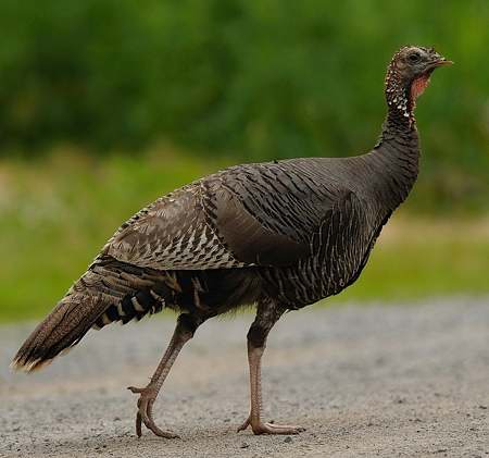 Augmentation Notable De La Population Des Dindons Sauvages Dans Le Sud Du Quebec Rci Francais