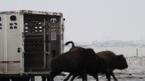 Le bison des plaines