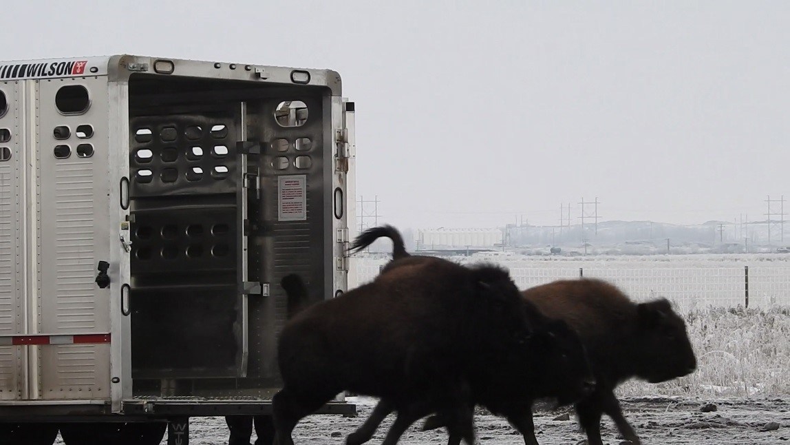 apres 1 siecle d absence le bison des plaines rentre au bercail a wanuskewin rci francais
