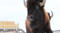 Le bison des plaînes
