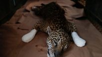 2020-09-23T132907Z_1955506822_RC2B4J9YH2WS_RTRMADP_3_BRAZIL-ENVIRONMENT-FIRES-JAGUAR