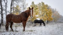 Horses