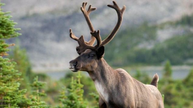L’agence gouvernementale espère ainsi obtenir 20 nouvelles naissances chaque année. Ces animaux seront remis en liberté au début de 2024 - Photo : Mark Bardley Borela / Nature Photos