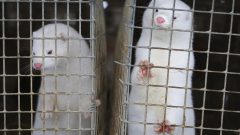 Le vétérinaire en chef de la Colombie-Britannique a placé la ferme sous une ordonnance de quarantaine interdisant le mouvement des animaux et des matériaux hors de la propriété - AP Photo / Sergei Grits (Archives 2012)