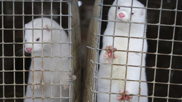 Le vétérinaire en chef de la Colombie-Britannique a placé la ferme sous une ordonnance de quarantaine interdisant le mouvement des animaux et des matériaux hors de la propriété - AP Photo / Sergei Grits (Archives 2012)