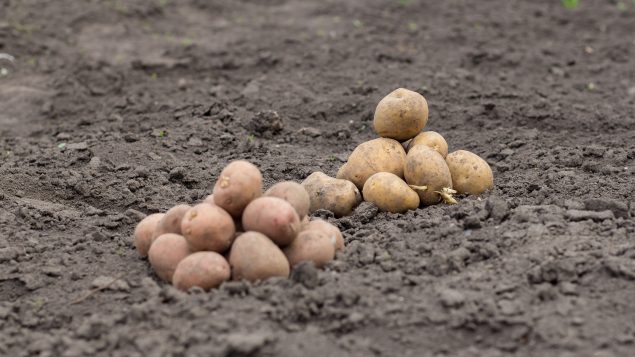 Le Manitoba a produit 2,4 milliards de livres de pomme de terre en 2020. L'Alberta en produit 2,3 milliards de livres suivie de l'Île-du-Prince-Édouard avec 2,1 milliards de livres - Photo : iStock / Kogytuk