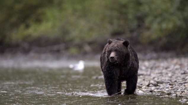 Selon Parcs Canada environ 60 à 80 grizzlys vivent sur un territoire chevauchant le parc national Banff, en 2020 - Sur la Photo, un grizzly dans le Parc prvincial Tweedsmuir en Colombie-Britannique - 2010 - La Presse Canadienne / Jonathan Hayward