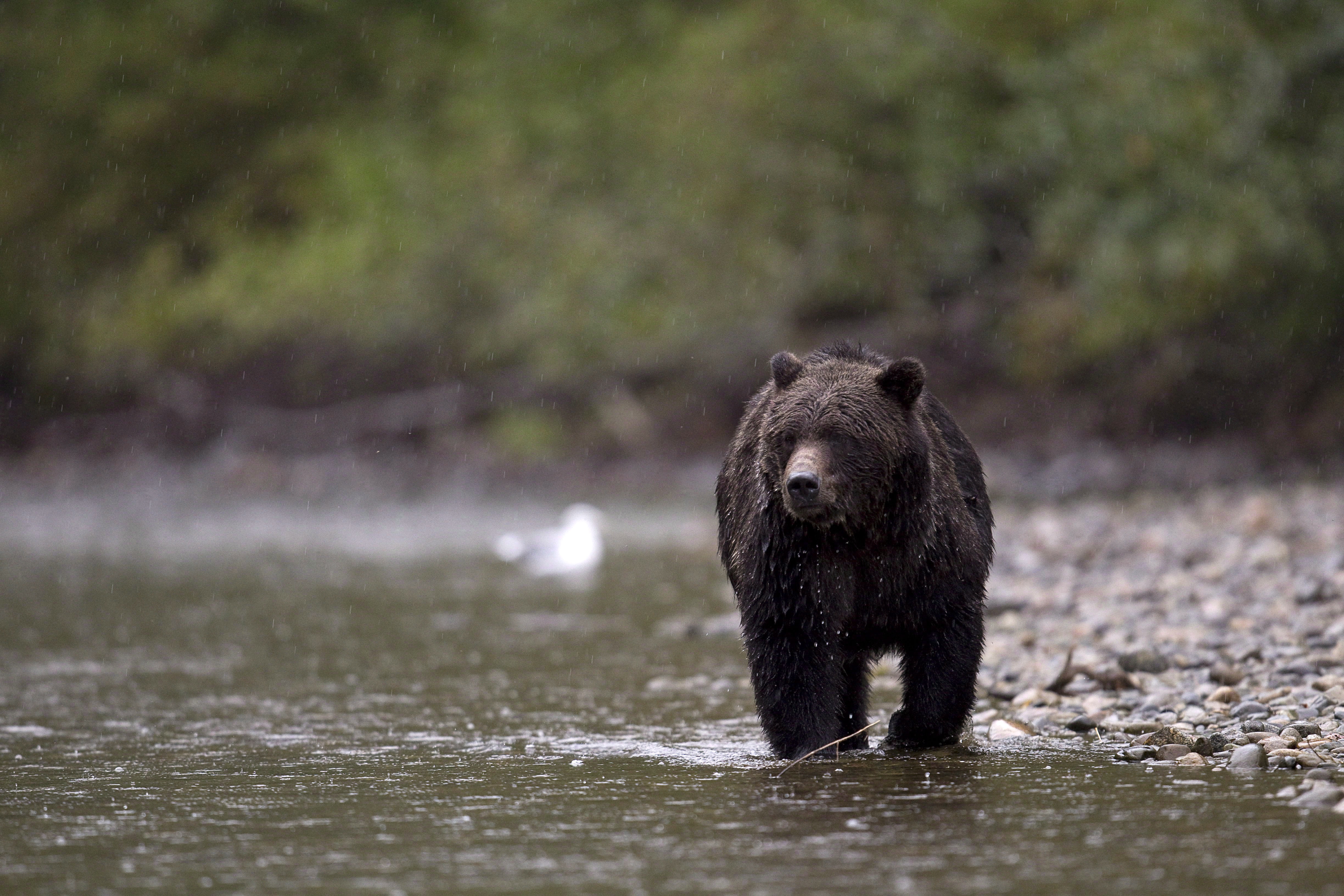 Selon Parcs Canada environ 60 à 80 grizzlys vivent sur un territoire chevauchant le parc national Banff, en 2020 - Sur la Photo, un grizzly dans le Parc prvincial Tweedsmuir en Colombie-Britannique - 2010 - La Presse Canadienne / Jonathan Hayward