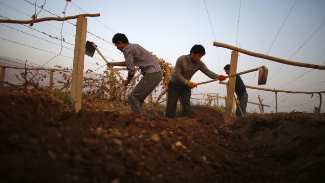 Des hommes de la minorité ouïghoure travaillent dans une ferme près de la ville de Lukqun dans le Xinjiang (Chine) - 30.10.2013 - Photo : Reuters / Carlos Barria