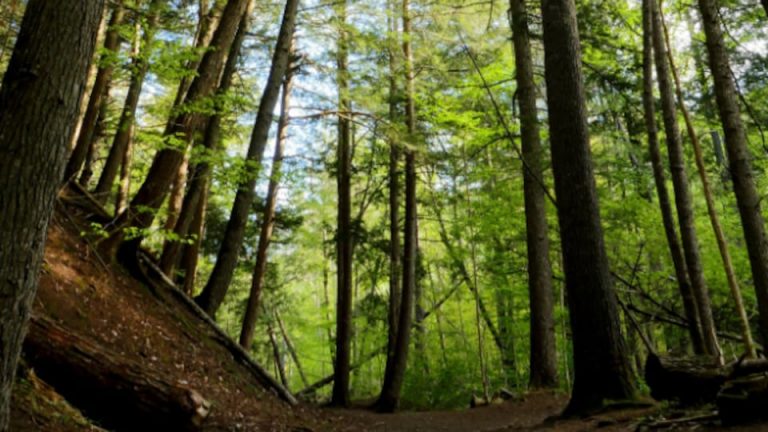 Crédits de biodiversité : monnayer la nature pour éviter son déclin