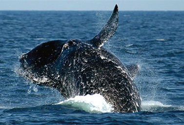 A whale in the North Atlantic. (Environment Canada)