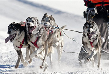 Un trineo tirado por perros, fuertes, toma la partida en la carrera del Internacional de perros de trineo de Lanaudière, en Quebec. (Radio-Canada) 