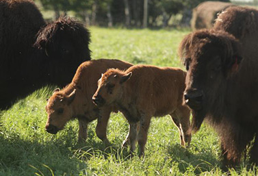 Le bison a une espérance de vie de 18 à 22 ans en liberté, et de 35 à 40 ans en captivité. (CBC News)