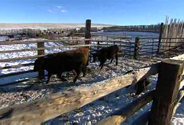 Un cow-boy dans la plaine (Réseau des librairies publiques de l’Alberta)