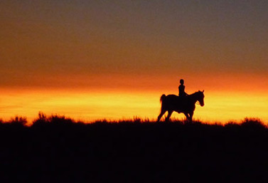 Un ranch spécialisé dans l’élevage du bétail, dans le sud de l’Alberta (CBC News)