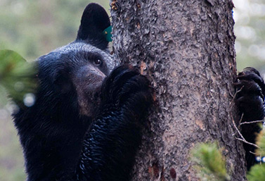 Un ours noir grimpe dans un arbre dans le parc national Yoho, dans l’ouest du pays. (Alex Taylor/Parks Canada)