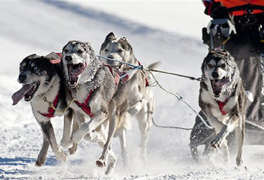 Un traîneau tiré par des chiens fringants s’élance au départ de la course de l’Internationale des chiens de traîneaux de Lanaudière, au Québec. (Radio-Canada)