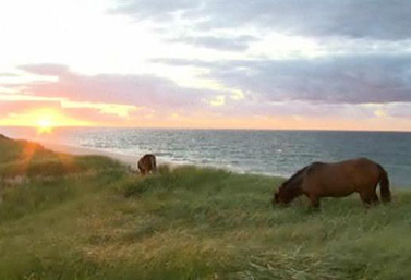 L’île de Sable abrite environ 250 chevaux sauvages, protégés de toute influence humaine. Ils galopent sur cette barre de sable en forme de croissant longue de 42 km, mais jamais plus large que 1,3 km. (CBC)