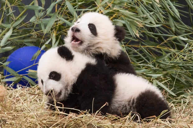 Calgary Zoo prepares panda pad for Chinese bears set to arrive next year