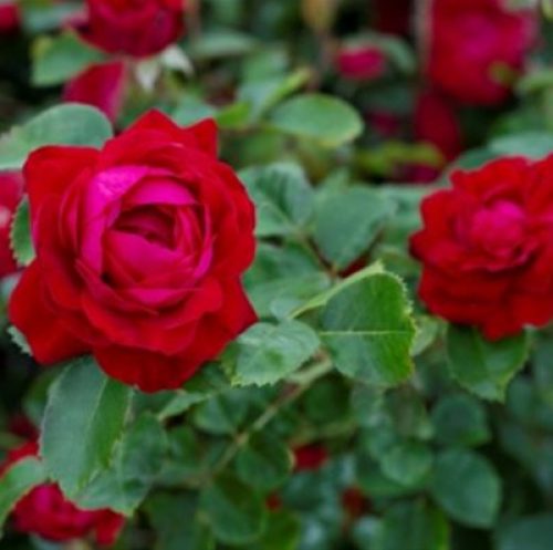 Canadian Shield roses for northern climates and Canada’s 150th!