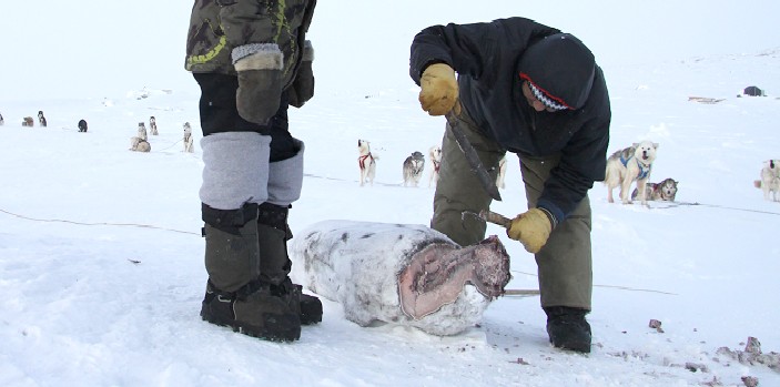 Cutting_up_seal_to_feed_dogs