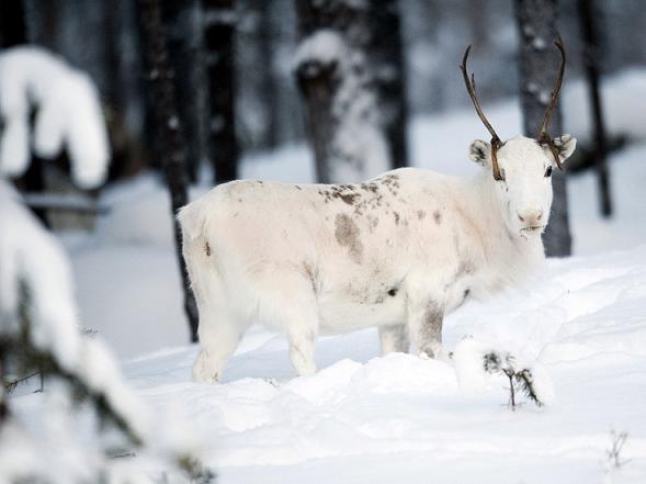 Reindeer in North Sweden. Photo: Jonathan Nackstrand, AFP.