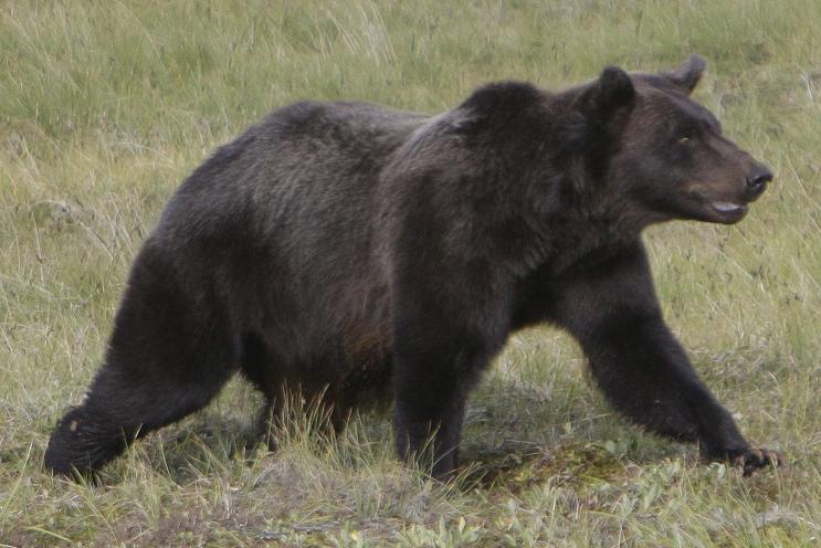 La ville de Whitehorse entend montrer à ses citoyens comment empêcher les ours d'entrer à l’intérieur des limites de la municipalité. Rick Bowmer/AP Photo