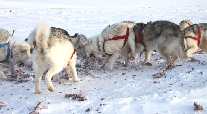 levon_dogs_feeding