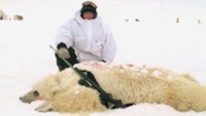 American hunter Jim Martell shot this hybrid polar-grizzly bear near Nelson Head on southern Banks Island on April 16, 2006. (Courtesy of Jim Martell)