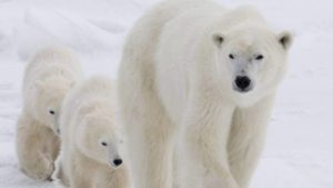 A polar bear and her two cubs walk along the shore of Hudson Bay near Churchill, Man. in 2007. Polar bear expert Andrew Derocher says just one year of bad ice can have a big impact on bears, especially nursing mothers and bears without much hunting experience. (Jonathan Hayward/Canadian Press)