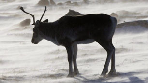 Caribou dans le nord du Canada. ( Nathan Denette / La Presse Canadienne)