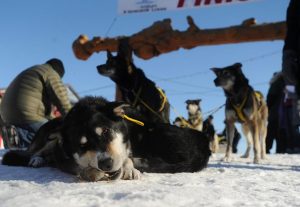 Bob Hallinen, Anchorage Daily News, AP Photo